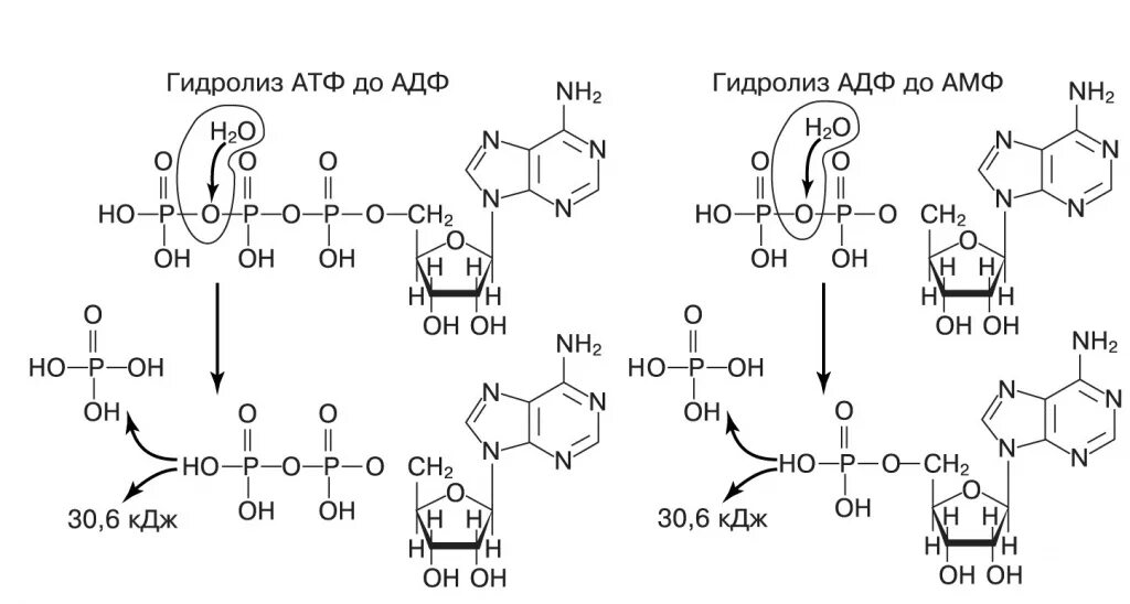 Схема гидролиза АТФ. АТФ В АДФ реакция. Реакция гидролиза АТФ АДФ. Схема реакции гидролиза АТФ. Реакция расщепления атф