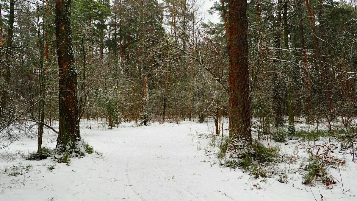 в верхотурье сосновый бор зимой. репортаж бор. репортаж бор. парк каялов бор город россошь. сосновый бор пляж.
