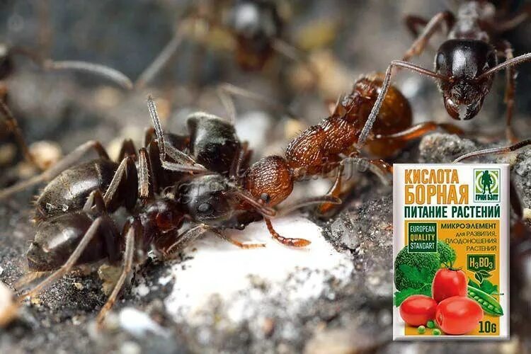 Борная кислота и муравьи. Борная против муравьев. Борная от муравьев. Борная кислота от муравьев.