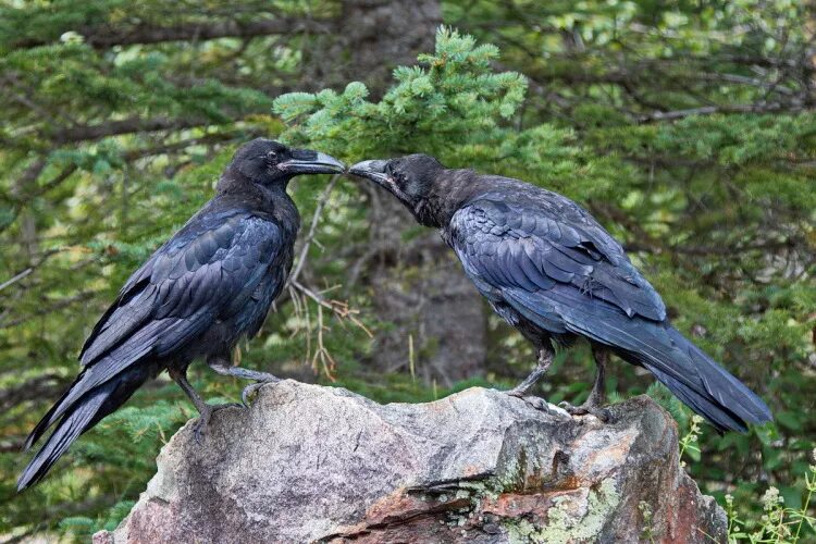 серая ворона самец и самка. серая ворона самка. королевский ворон коракс. самец вороны фото. серая ворона самка.