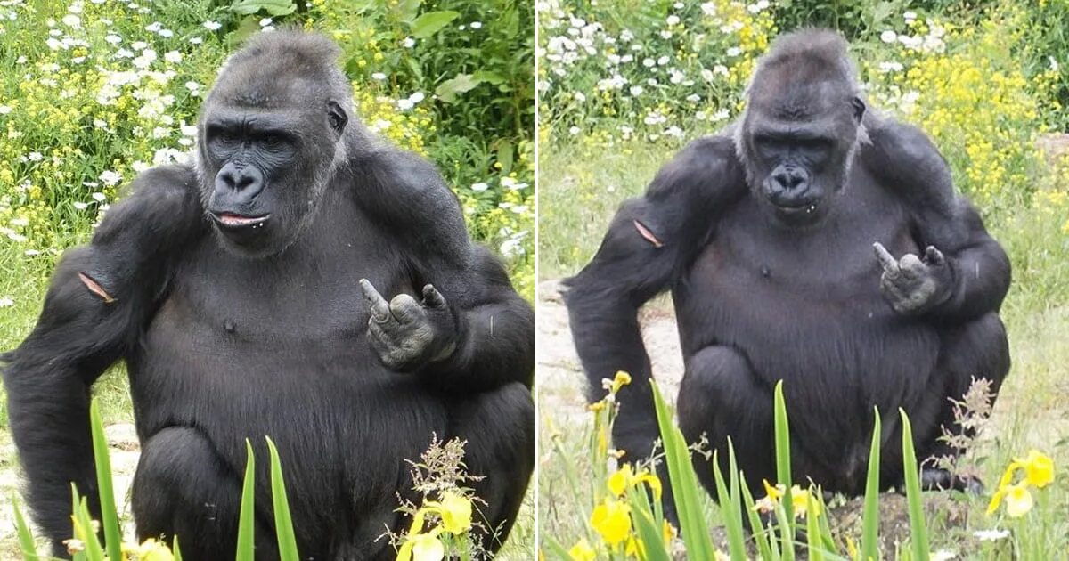 Горивать. Горилла с бананом. Жирная горилла. Худая горилла. Горилла с деньгами.