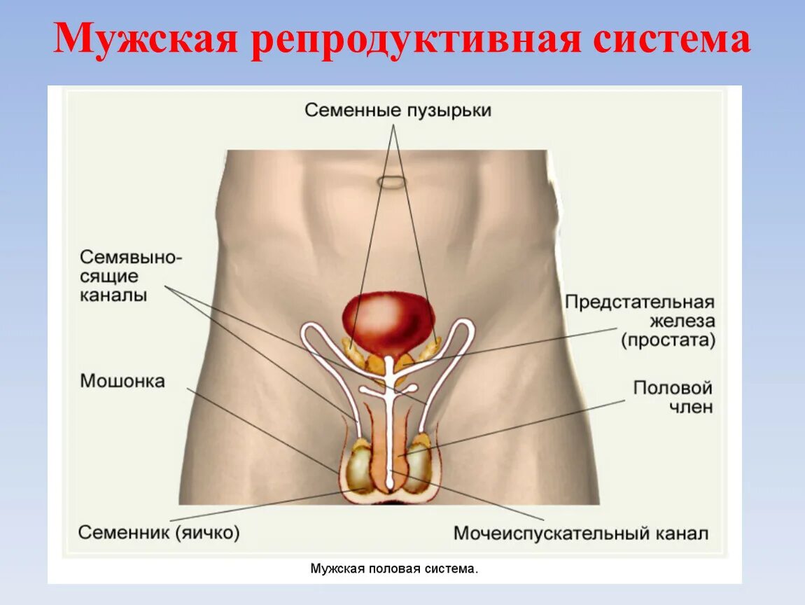 Мужская половая/система анатомия строение. Анатомия репродуктивной системы мужчины. Мужские половые органы биология 8 класс. Внутреннее строение мужской репродуктивной системы.