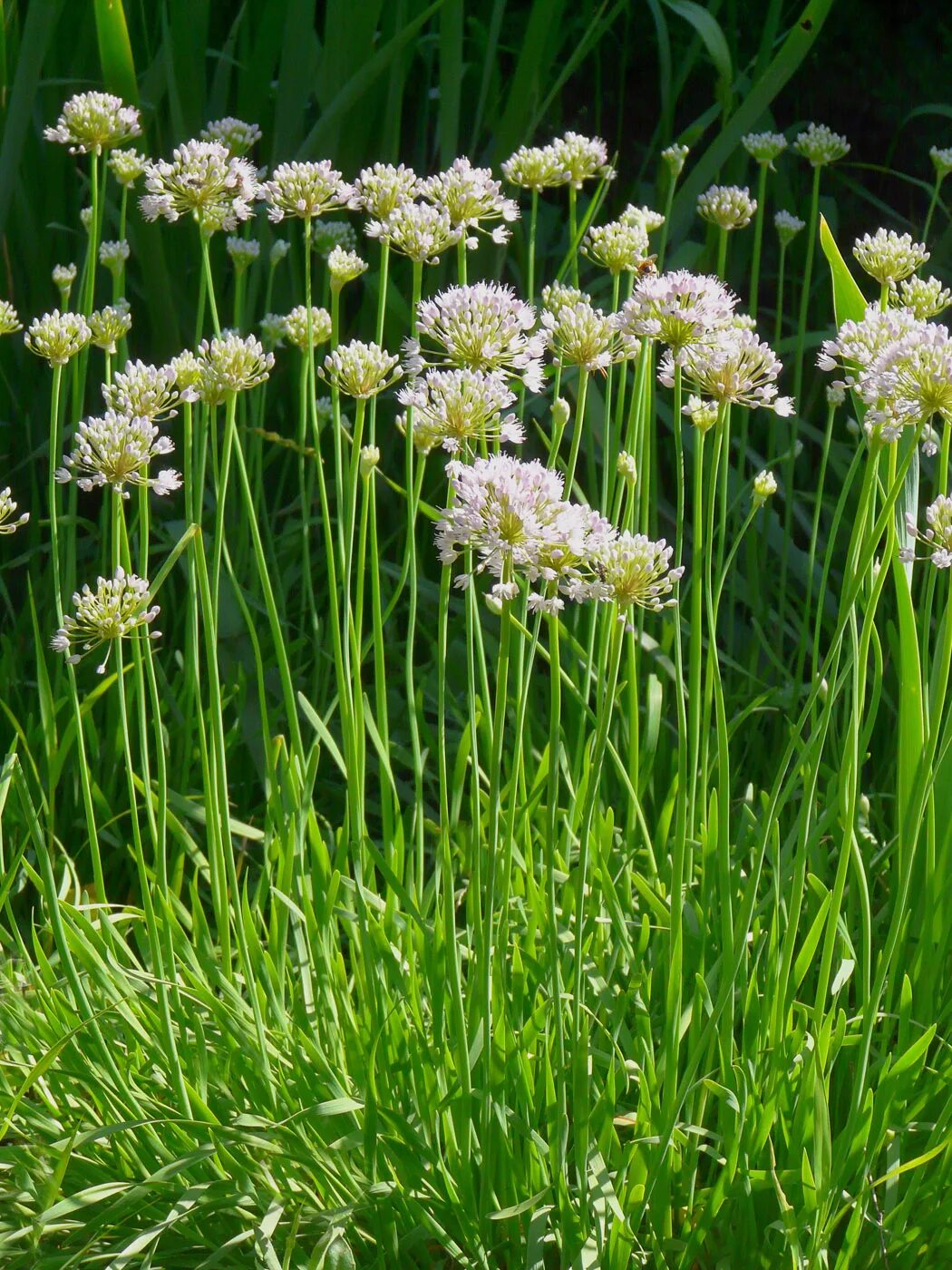 Дикий лук название. Джусай растение. Лук душистый (Allium odorum). Allium зебданский. Аллиум монгольский.