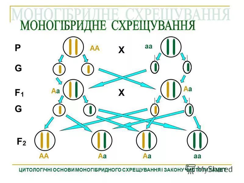 Моногибрид. Перекрестное скрещивание рыб.