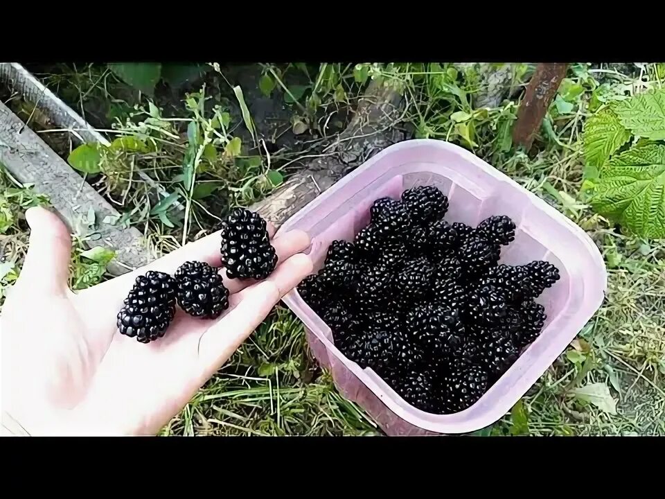 Ежевика сорт вождь