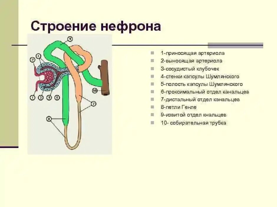 Выносящая артериола почки. Двухслойная капсула нефрона. Капсула клубочка нефрона строение. Строение капсулы нефрона. Состав капсулы нефрона анатомия.