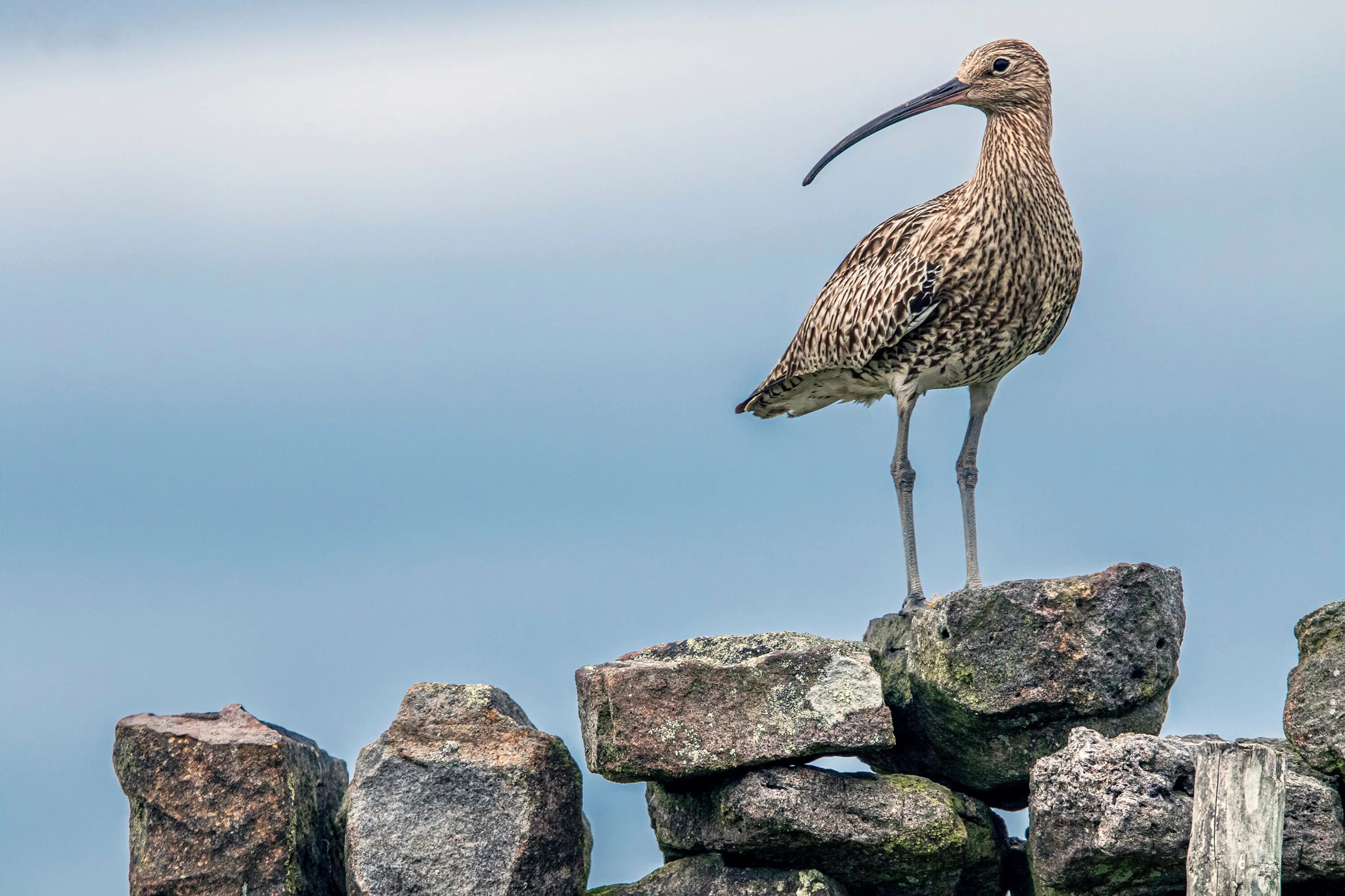 Stone birds. Птица на Камне. Птички на камнях. Птица валун. Камнеклюв птица.