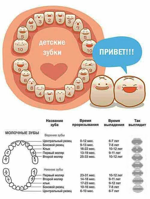 Прорезывание 8 зуба у детей. График прорезывания молочных зубов у детей после года. Как режутся коренные зубы у детей до 2 лет. Таблица выпадения молочных зубов. Схема прорезывания коренных зубов у детей.