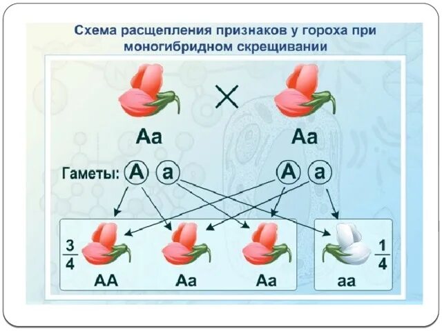Растение гороха гетерозиготное. Моногибридное скрещивание гороха схема. схема скрещивания гороха мендель. мендель моногибридное скрещивание расщепление. скрещивание гороха мендель.