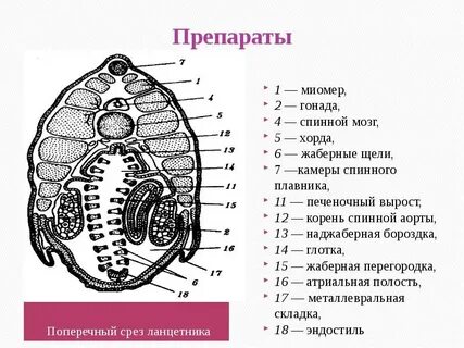 Каким номером на рисунке поперечного среза ланцетника