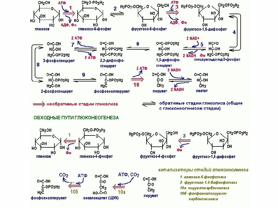 Ферменты необходимы для синтеза. Схема процесса глюконеогенеза биохимия. Схема анаэробного гликолиза биохимия. Обходные реакции глюконеогенеза схема. Общая схема гликолиза биохимия.