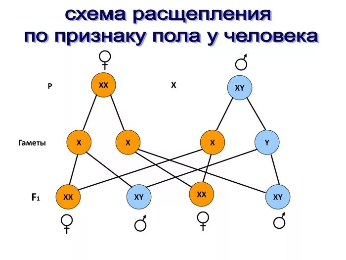 Как определить сцепленное с полом. Наследование признаков сцепленных с полом схема. генетика пола наследование признаков сцепленных с полом. схема генетика пола. наследование признаков. схема расщепления по признаку пола у человека.