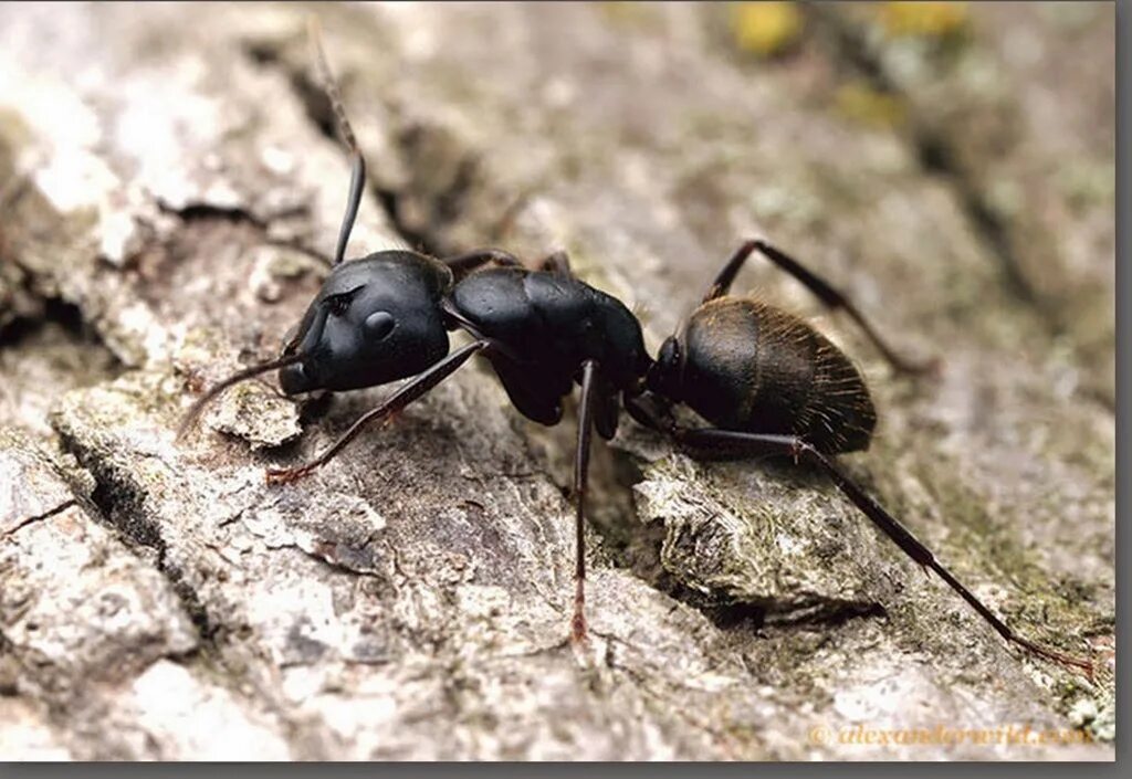 Camponotus pennsylvanicus. Черный садовый муравей ареал. Черный болотный муравей. Чёрный муравей-древоточец.