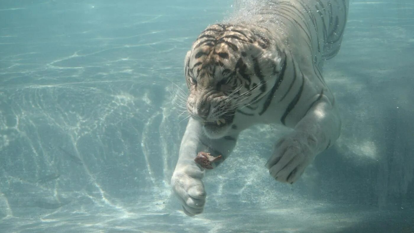 Живут белые тигры. Бенгальский тигр. Белый тигр. Морской тигр фото. Белый тигр обитание.