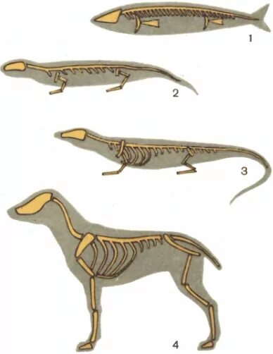 Отделы позвоночника хордовых. Эволюция скелета хордовых животных. Опорно-двигательная система хордовых животных. Эволюция опорно-двигательной системы позвоночных животных. Эволюция опорно-двигательной системы хордовых животных.
