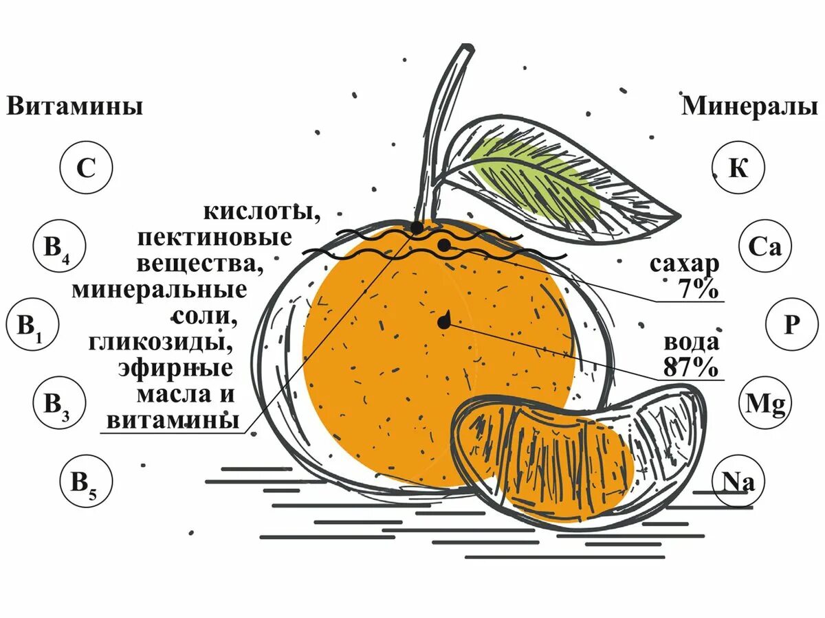 Строение цитрусовых. Витамины в мандаринах. Строение мандарина. Строение плода мандарина. Мандарин части