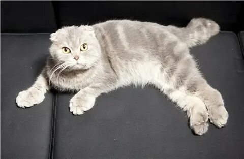 Шотландская кошка причина