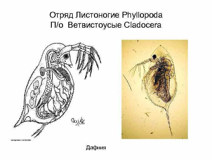 Какой тип кровеносной системы характерен для дафнии. Строение дафнии и циклопа. Раковинные Листоногие. Дафния отряд. Отряд Листоногие представители.