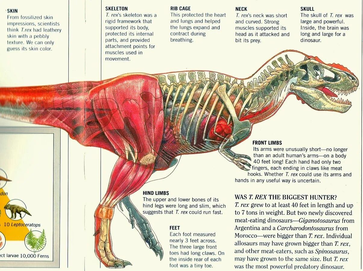 2016 Tyrannosaurus Rex Muscle Study by TheDragonofDoom.deviantart.com on. Dinosa