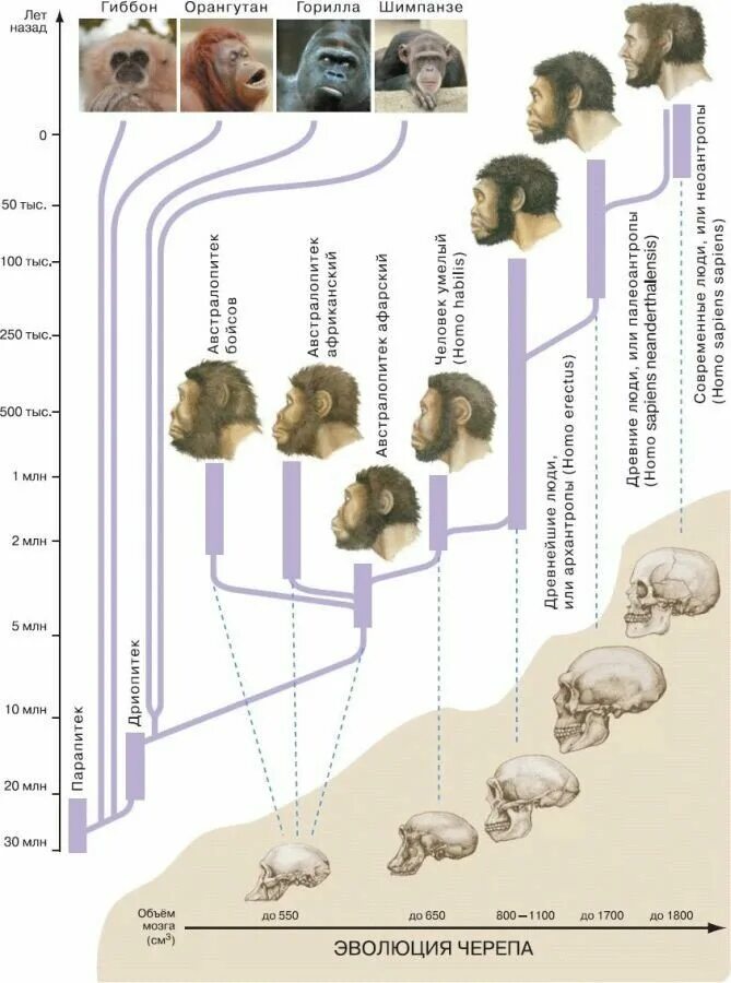 Схема эволюционного древа. Эволюция человека генеалогическое Древо человека. Эволюционное дерево приматов и человека. Древо развития человека Антропогенез. Филогенетическое Древо Эволюция человека.