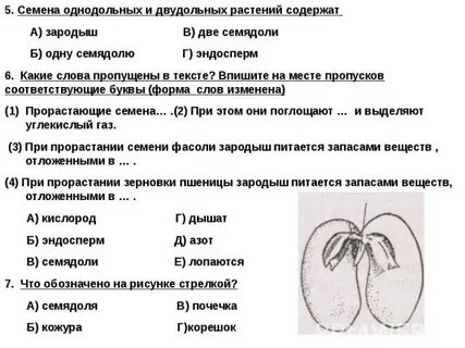 Чем различаются зародыши двудольных