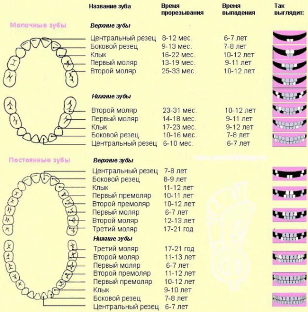 Ребенку 2 года 12 зубов. Порядок прорезывания постоянных зубов схема. Как растут коренные зубы у детей схема.