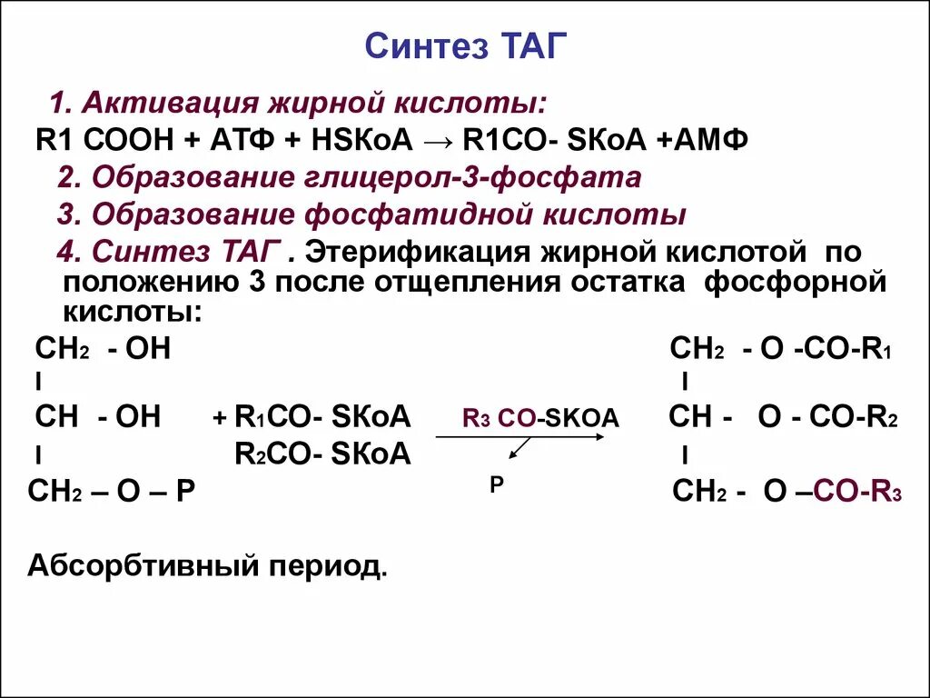 Глицерин атф. Синтез таг биохимия. Синтез жирных кислот биохимия реакции. Синтез таг в печени и жировой ткани. Синтез триацилглицеринов биохимия.