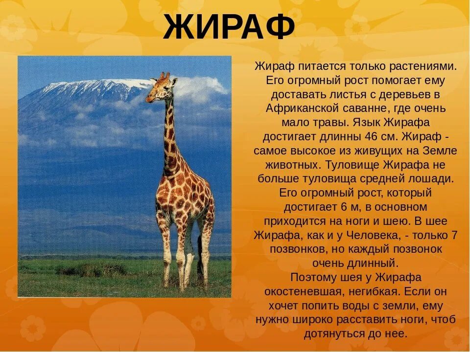 Проект про животных 1 класс. Жираф описание. Сообщение про жирафа. Рассказ о жирафе. Доклад про жирафа 2 класс.