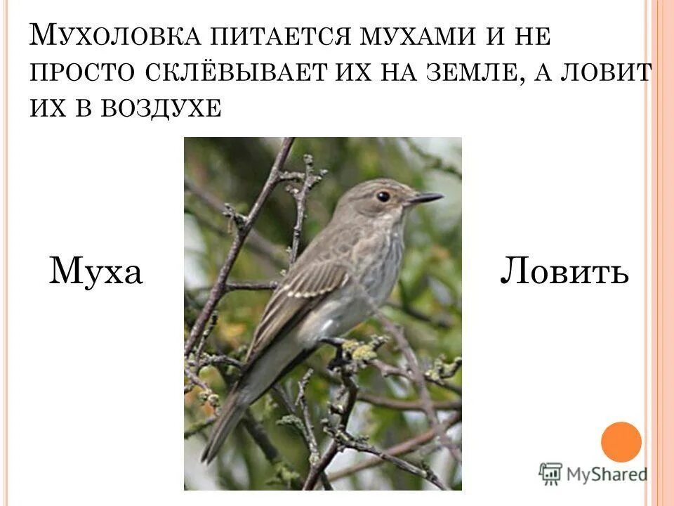 Орел клюет. Орёл не охотится на мух на латыни. Aquila non captat muscas латынь. Орел не охотится на мух. Орел поймал рыбу.