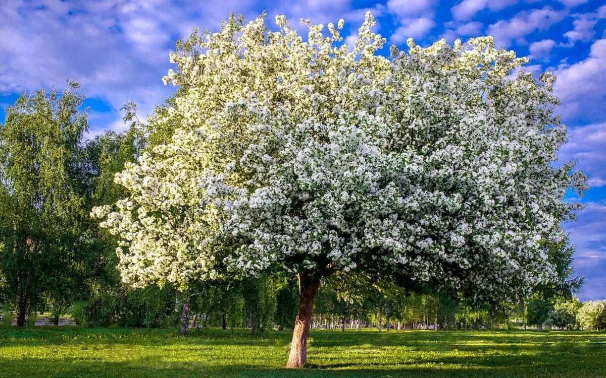 Когда зацветут деревья. Яблоня Сибирская Malus baccata. Яблоня Ягодная Malus baccata. Яблоня замечательная Malus spectabilis. Яблоневый цвет (Malus domestica).