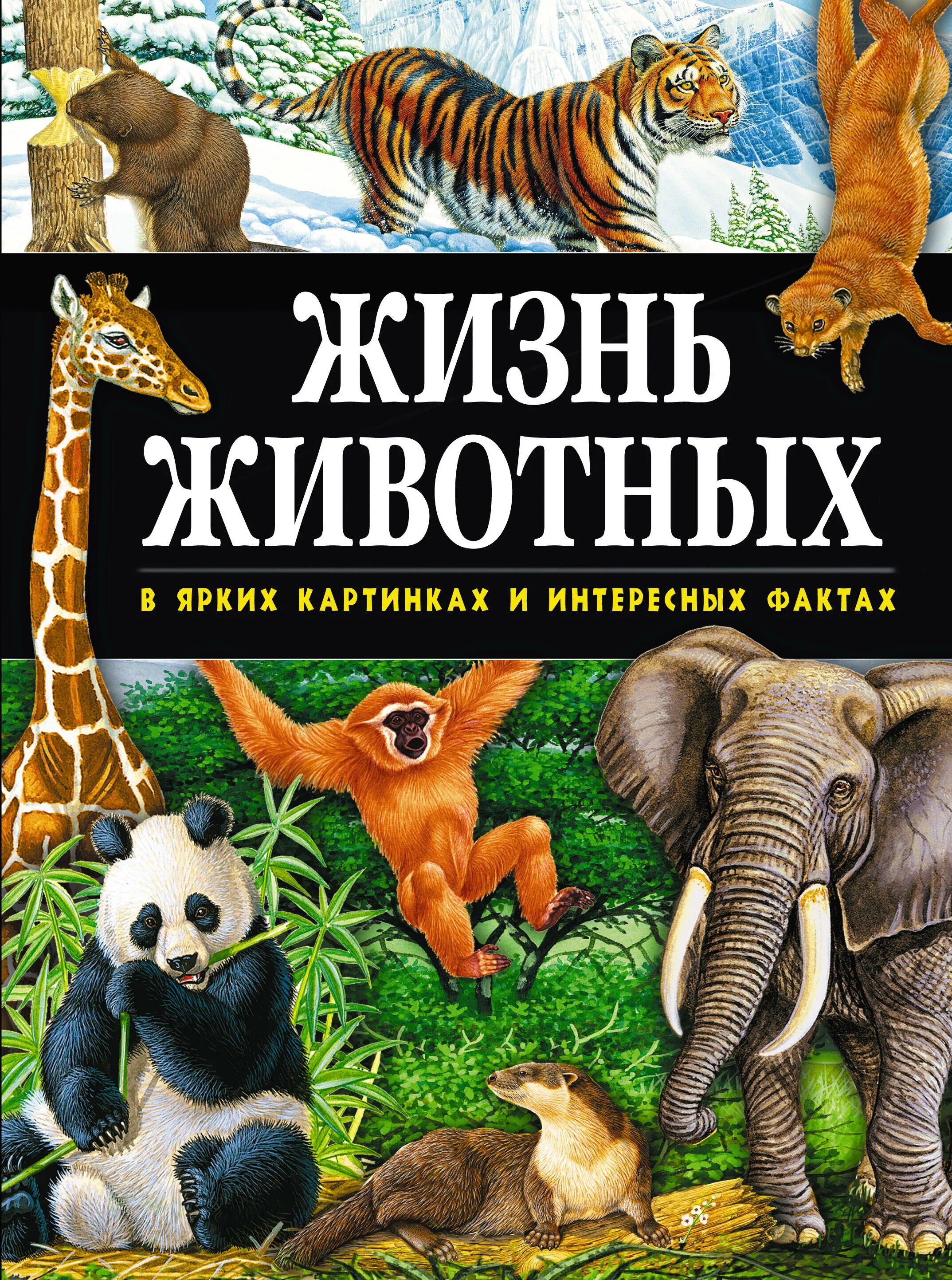 Энциклопедия жизнь животных. Жизнь животных книга. Большая энциклопедия жизнь животных. Энциклопедия жизнь животных книга.