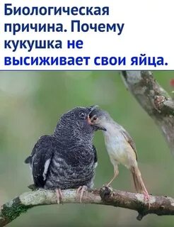 Почему кукушка просит