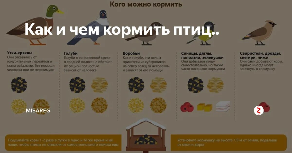 Подкармливать ли. Чем кормить уток. Что можно давать уткам. СЕМИМОЖНО кормить уток. Чем можно кормить уток на пруду.