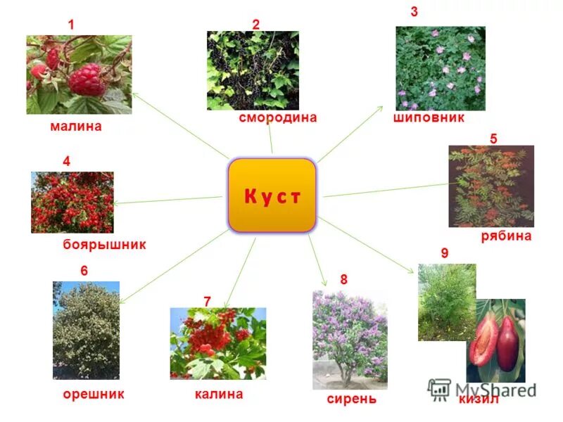 клевер люпиновый листорасположение. зачеркни лишнее малина шиповник клен папоротник. лишнее слово клен рябина ель тополь. какое растение лишнее. черника ярус леса.