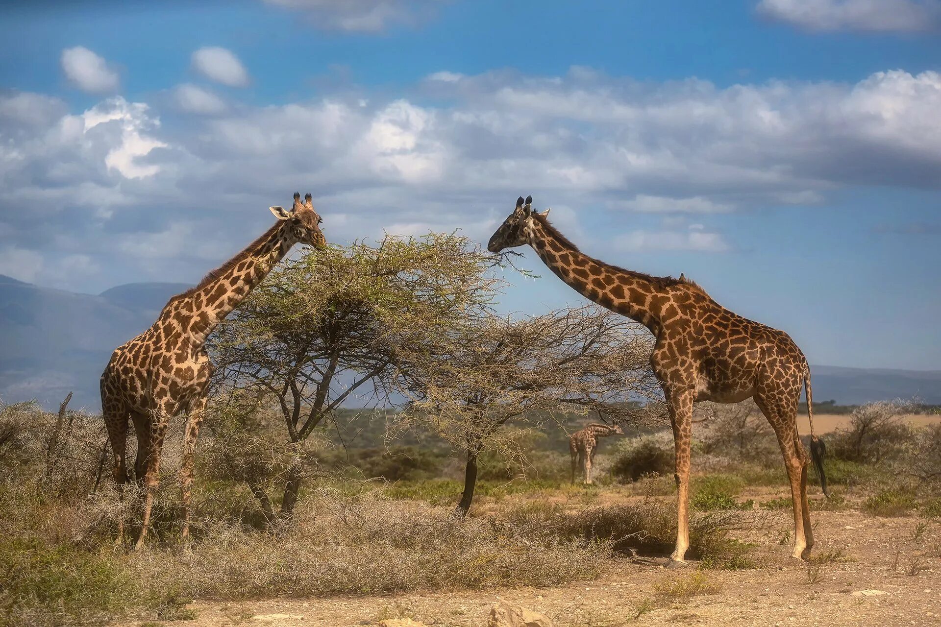 Жираф саванны Африки. Жирафы в саванне. Обитатели саванны. Жираф в Африке.