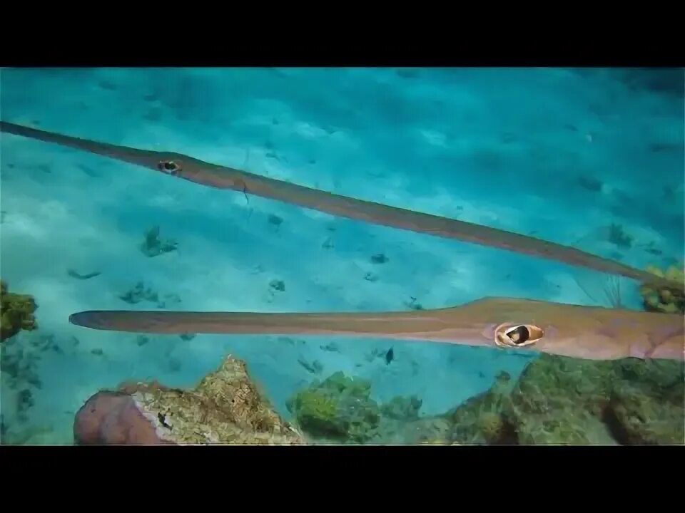 Дайвинг в Хургаде Фотогалерея Обитатели Красного моря Рыба-флейта