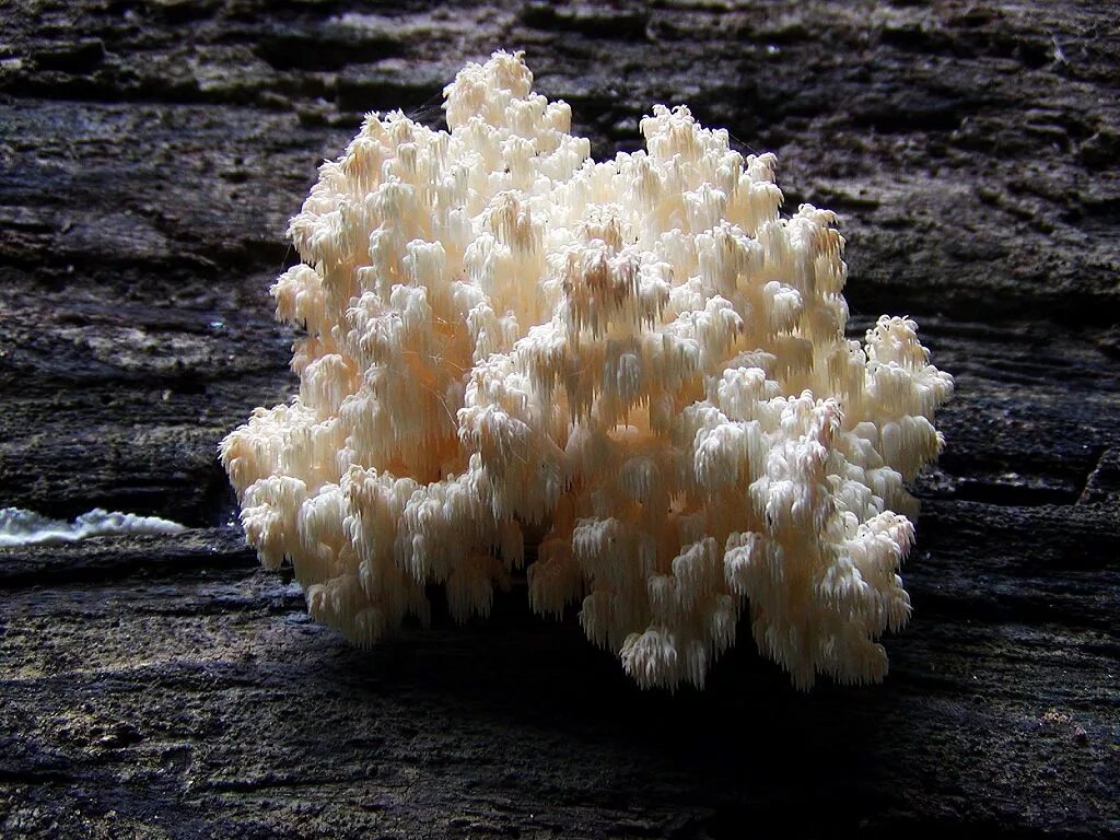Клавулина гребенчатая. Ramaria botrytis. Коралловый гриб. Стереокаулон коралловидный. Коралловидные плодовые тела.