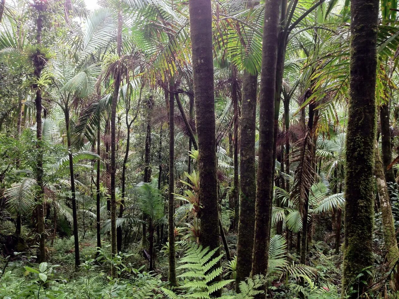 растительный мир влажных экваториальных лесов южной америки. растительный мир влажных экваториальных лесов южной америки. тропические дождевые леса африка. гилеи южной америки. зона гилеи африка.