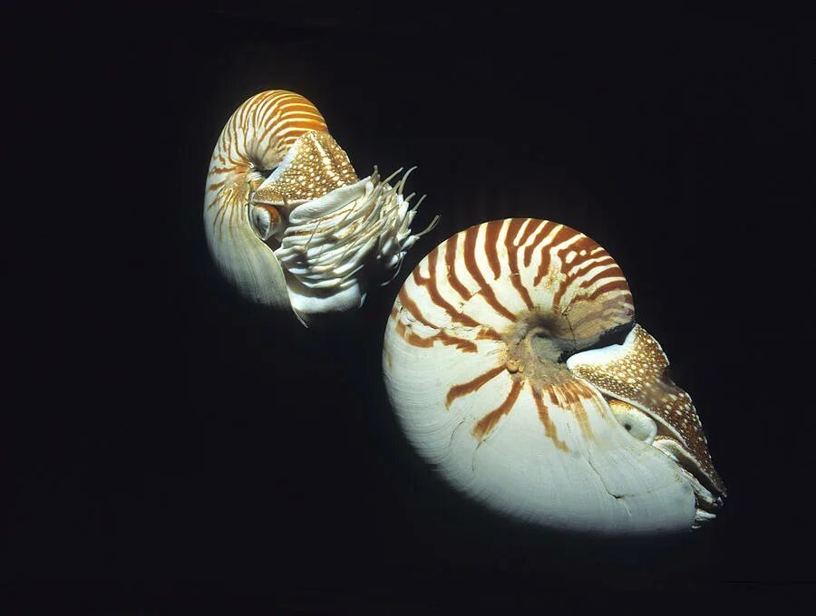 Наутилус шар цвета. Наутилус Помпилиус моллюск. Наутилусы макромфалусы. Размножение Наутилуса. Наутилус Эра.