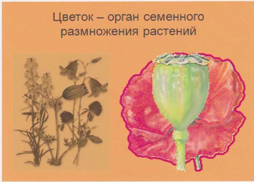 Разнообразие и размножение растений 3 класс. Строение и разнообразие цветка. цветок орган семенного размножения. рисунок разнообразие цветков. разнообразие цветков их строение.