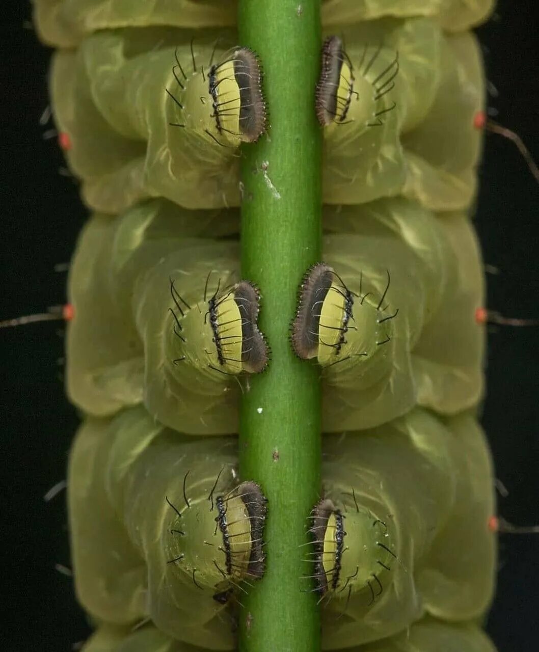 Гусеница на дереве. Куколка адмирал бабочка vanessa atalanta. Гусеница тигриной моли. Гусеница проживший предприняв жалюзи безудержный. Гусеница улыбается.