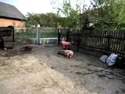 Стреляют свинью