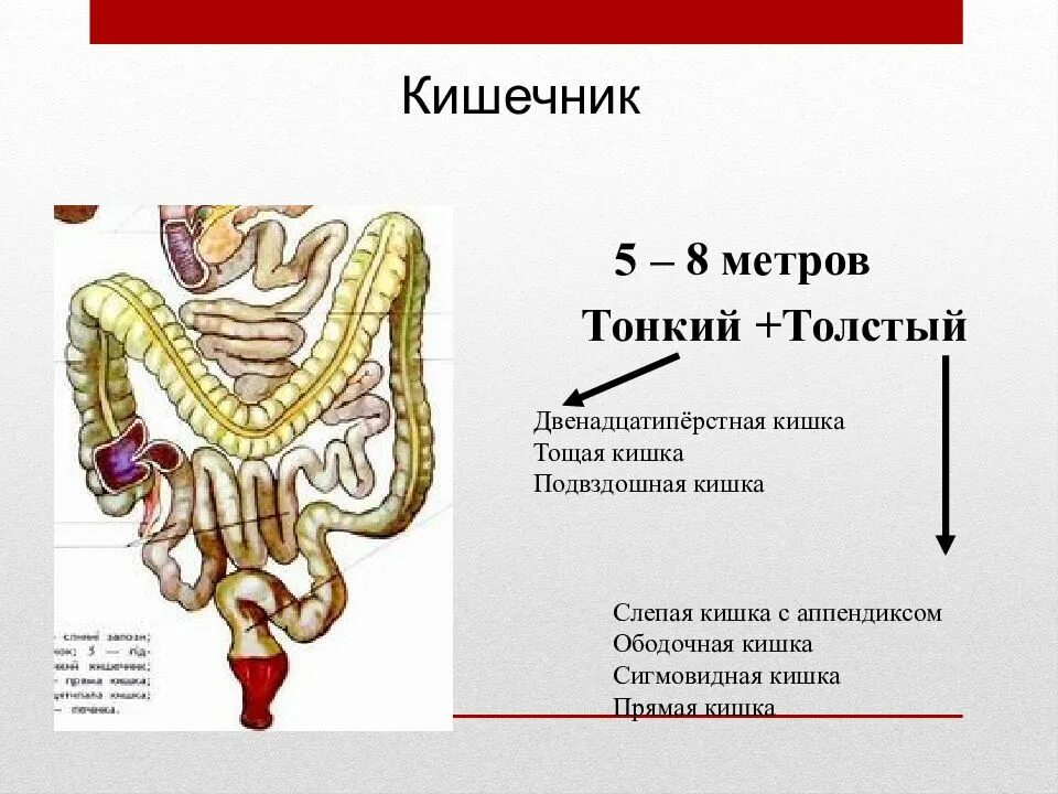 Каким номером на рисунке обозначена прямая кишка. Пищеварение в толстой и тонкой кишке. Пищеварительная система тонкая кишка анатомия. Тонкая кишка анатомия 8 класс. Строение Толстого кишечника 8 класс биология.