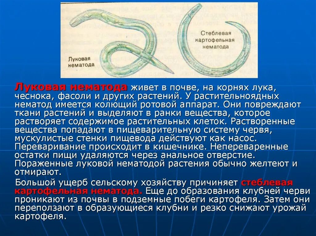 У круглых червей отсутствует. Луковая нематода Тип червей и класс. Луковая нематода круглый червь. Стеблевая луковая нематода.