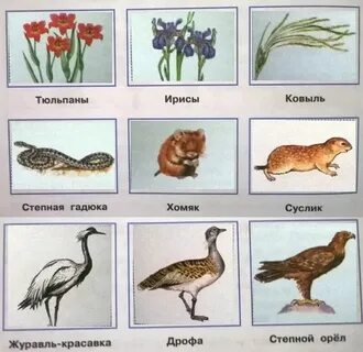 Окружающий мир 4 класс в широкой степи