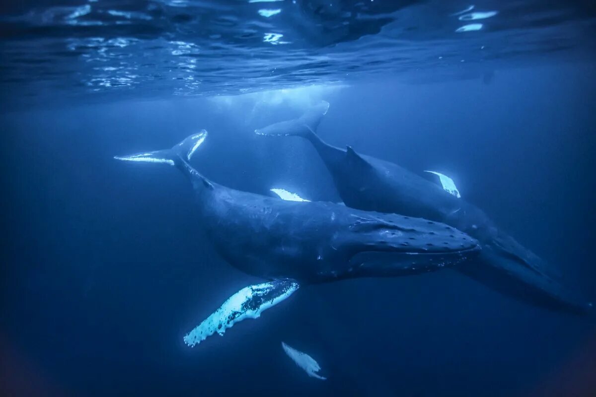 Кит самое большое млекопитающее. Голубой кит Balaenoptera musculus. Синий кит блювал. Китообразные синий кит. Голубой кит блювал.