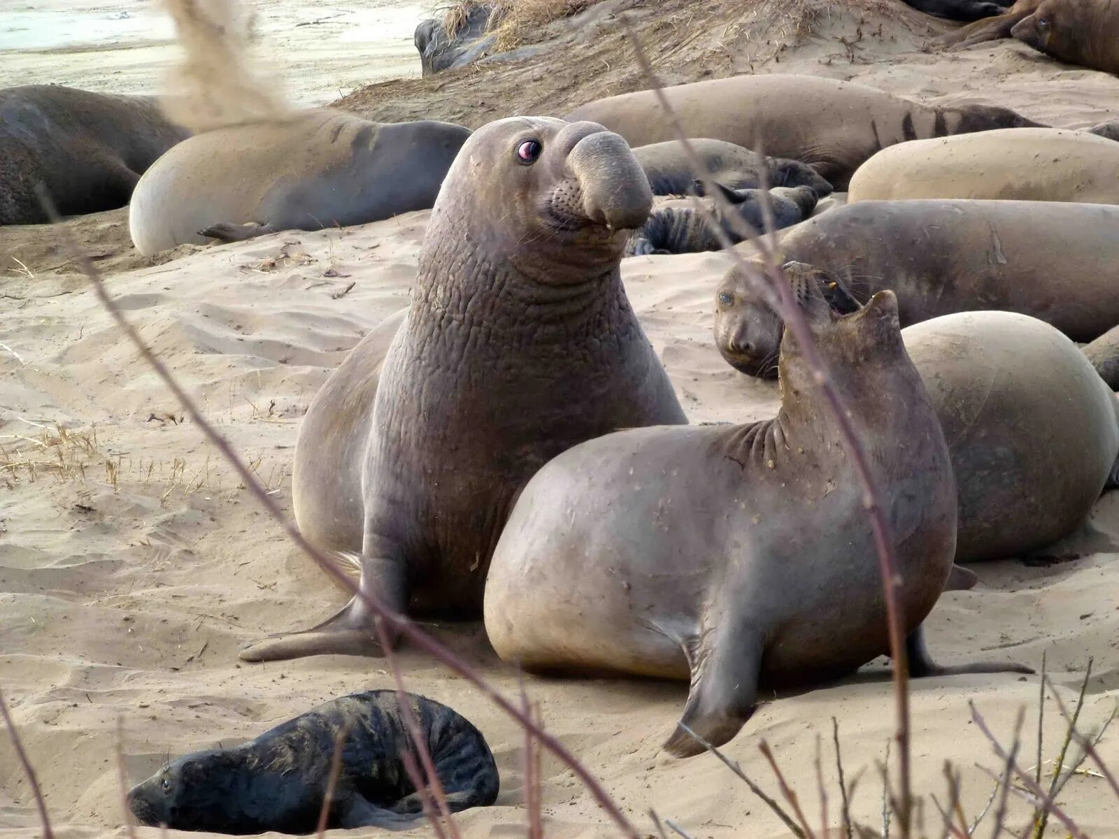 Южный морской слон. Южный морской слон Mirounga Leonina. Южный морской слон самка. Морской слон Антарктиды.