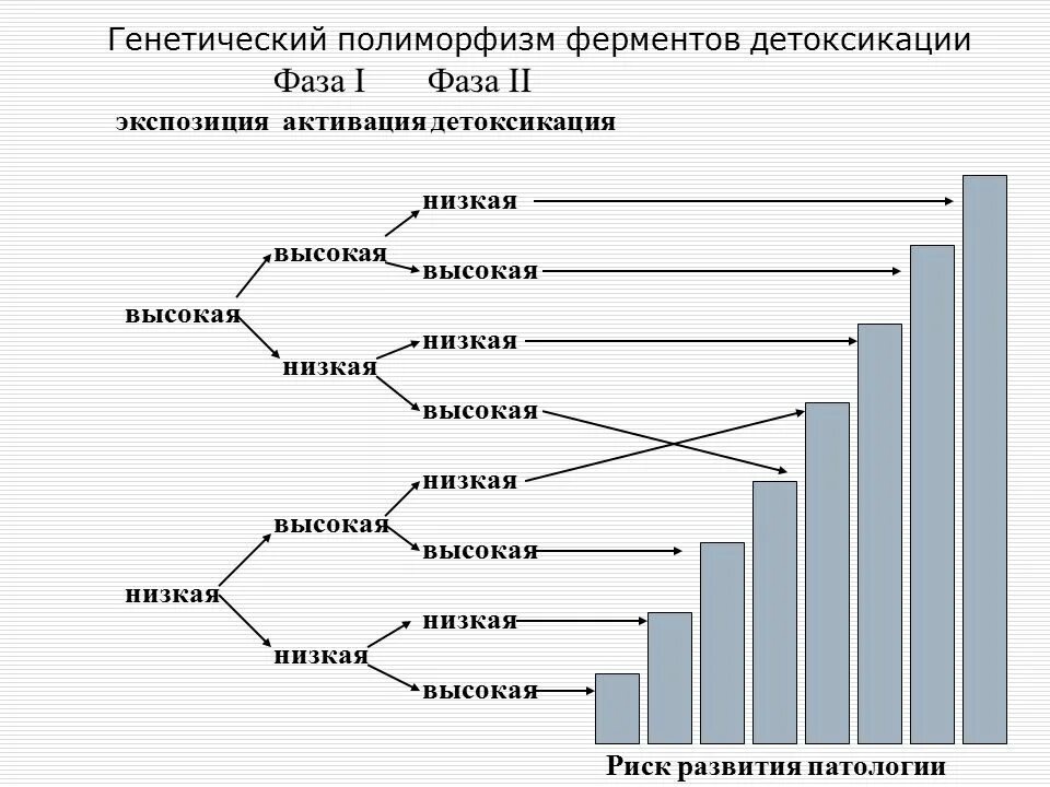 Genetic polymorphism