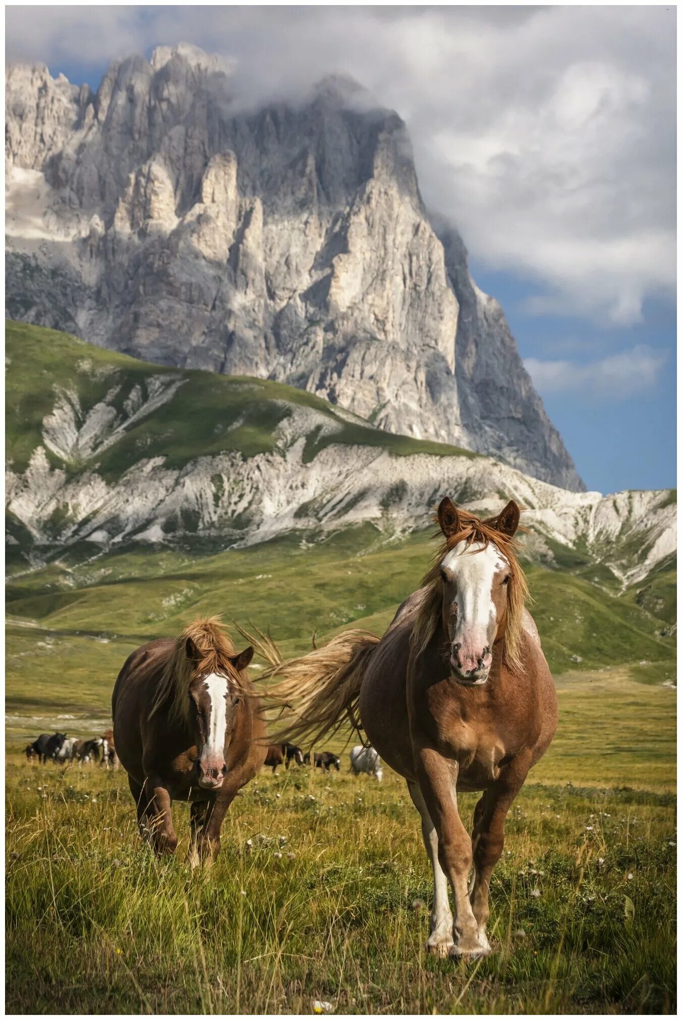 как можно назвать лошадь. девушка с лошадью. картина лошади в горах. 124 лошади. англо нормандская порода лошадей.