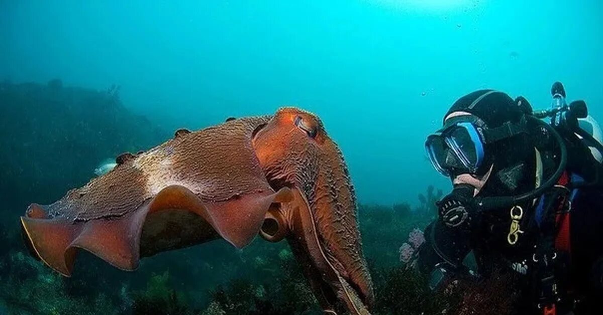 Гигантская австралийская каракатица. Каракатица моллюск. Широкорукая каракатица. Каракатица Тихого океана.